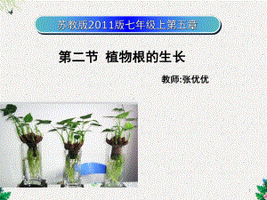 苏教版初中生物七上第3单元第五章第二节《植物根的生长》课件5.ppt