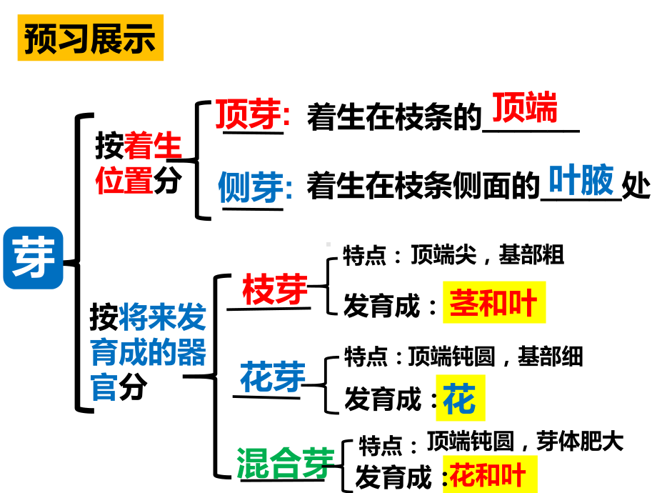 芽的结构和类型(课件).pptx_第3页