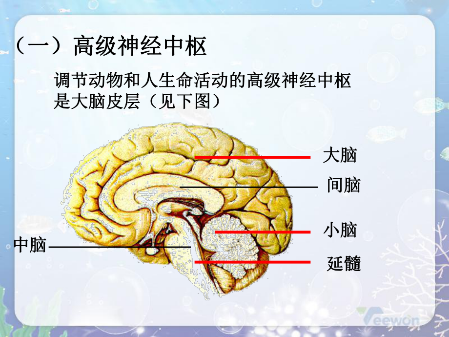 神经调节的基本方式-6-初中生物人教版七年级下册课件.ppt_第3页