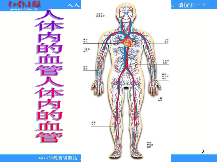 苏科版生物八上第1节《人体内物质的运输》课件之二.ppt_第3页