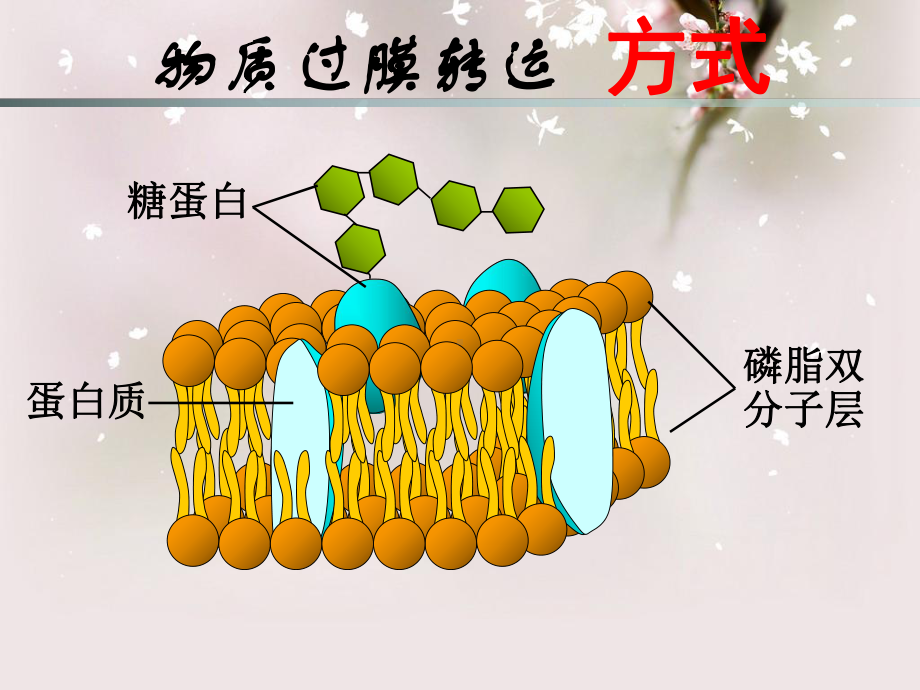 物质过膜转运的方式教学课件.ppt_第1页