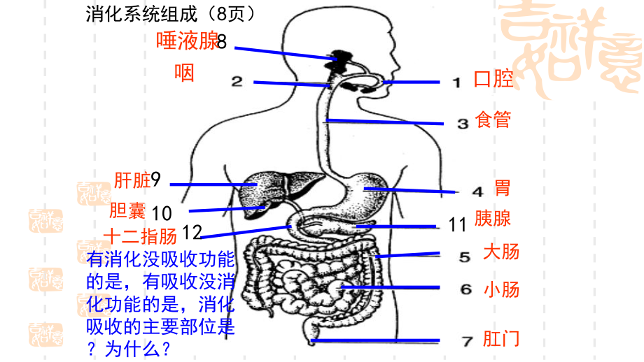 苏教版七年级下册生物复习交互课件.ppt_第3页