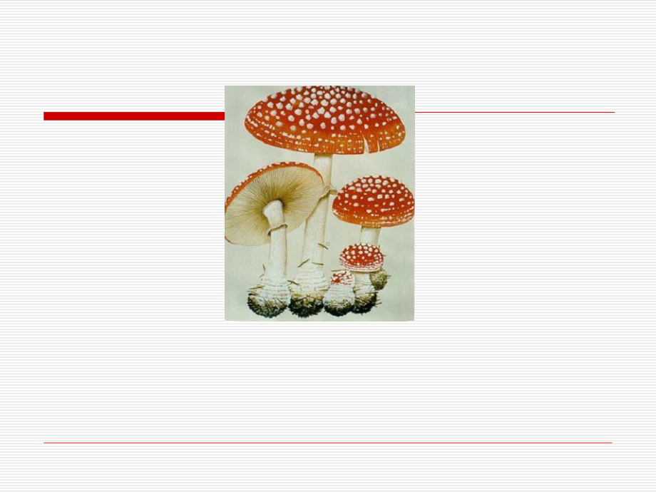 苏教版一年级下册语文《蘑菇该奖给谁》课件.ppt_第2页