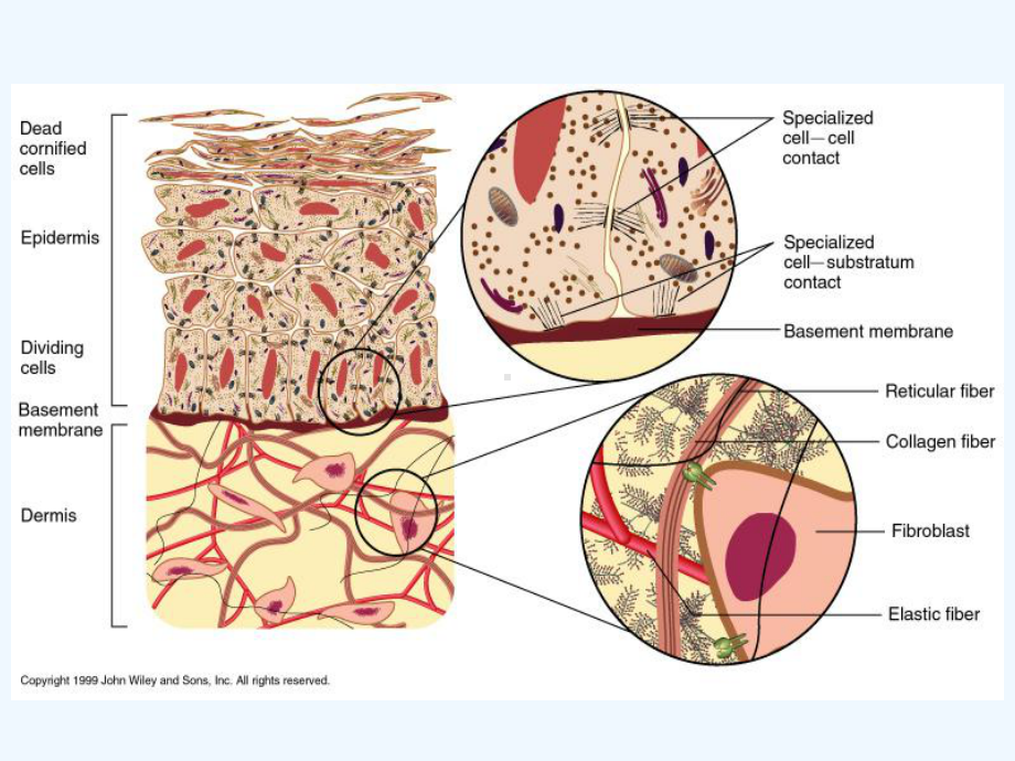 细胞生物学细胞外基质课件.ppt_第3页