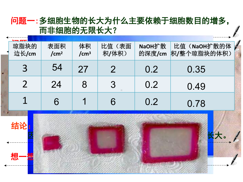 第一节-有丝分裂课件.ppt_第2页