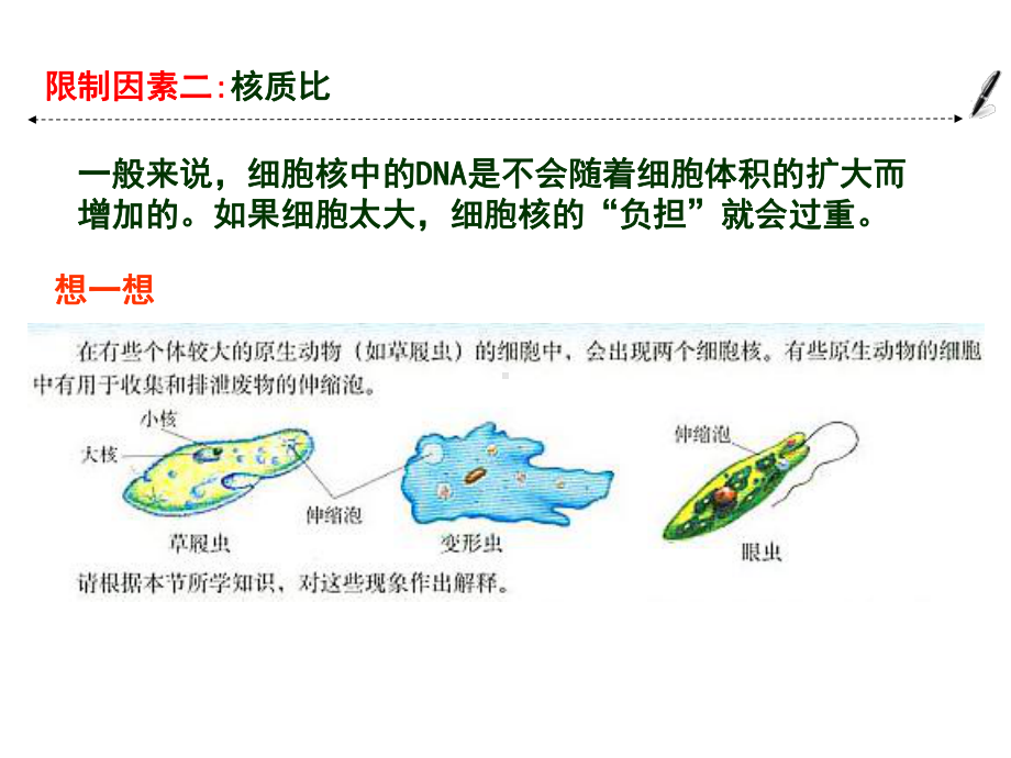 第一节-有丝分裂课件.ppt_第3页