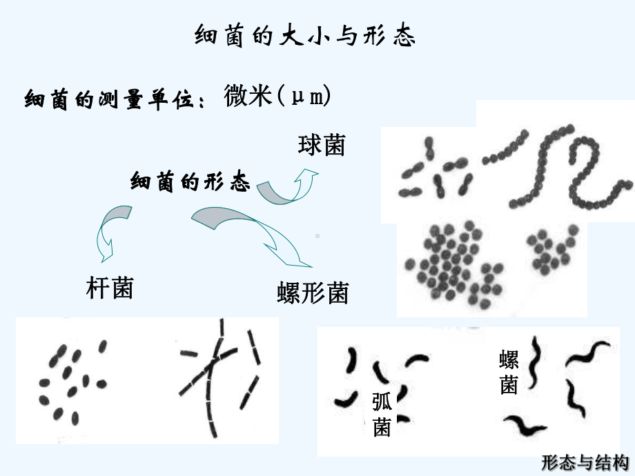 病原细菌的形态与结构[可修改版]课件.ppt_第3页