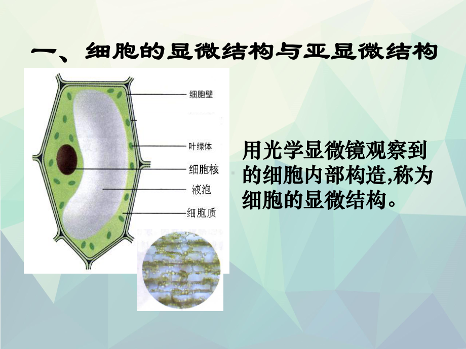 细胞器──系统内的分工合作课件.ppt_第2页