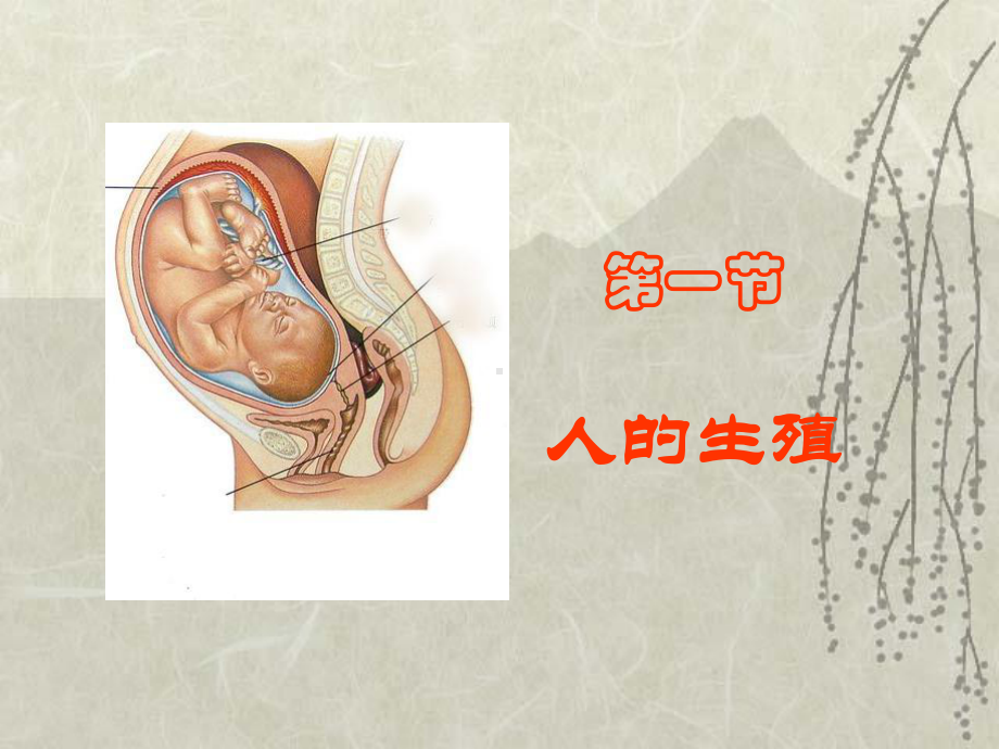 苏科版生物八年级上册-7211-人的生殖-课件.ppt_第1页