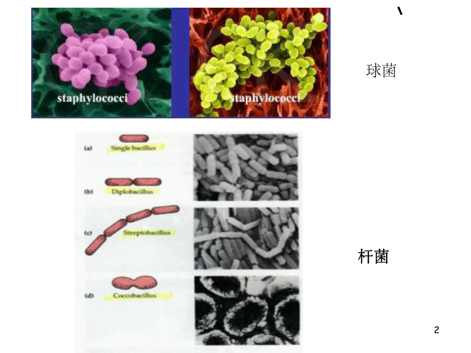 细菌的革兰氏染色和形态观察pt课件.ppt_第2页