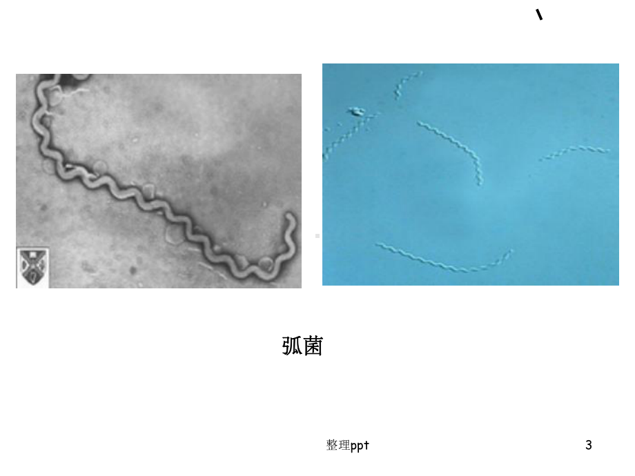 细菌的革兰氏染色和形态观察pt课件.ppt_第3页