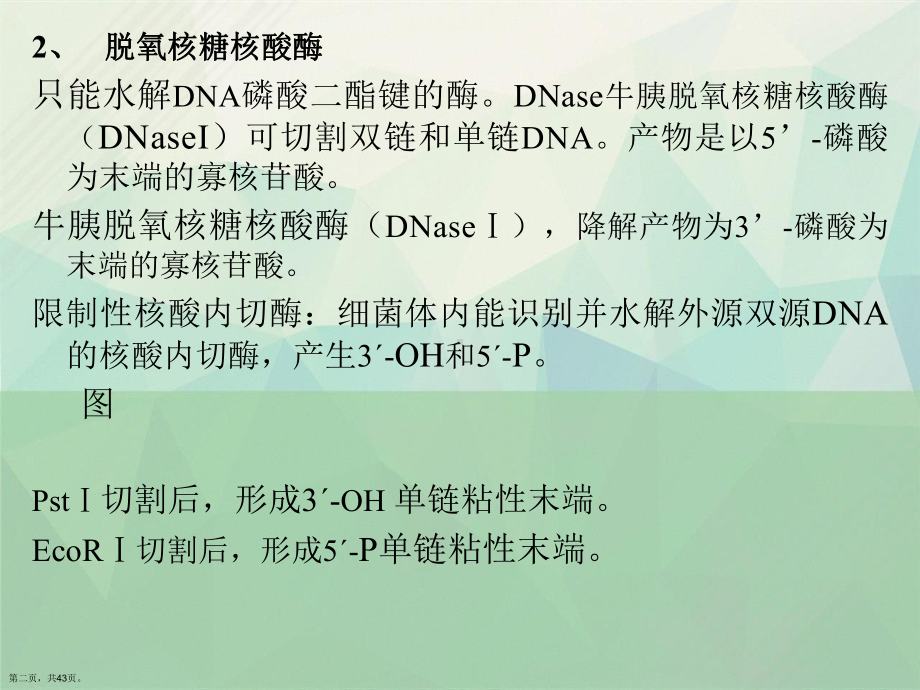 章核酸的降解和核苷酸代谢课件.ppt_第2页