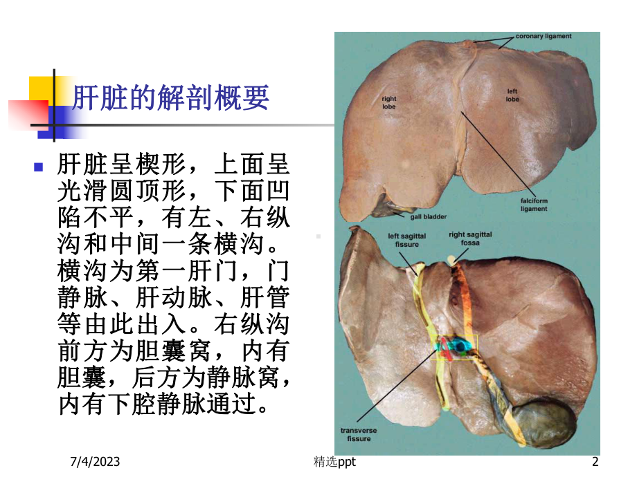 肝胆胰脾超声-课件2.ppt_第2页