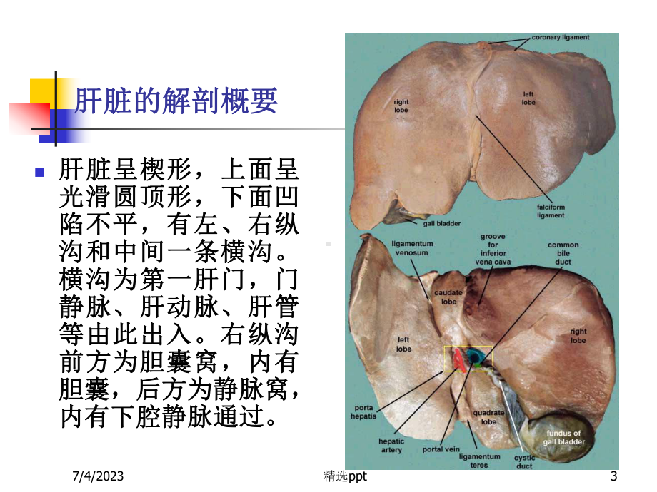 肝胆胰脾超声-课件2.ppt_第3页