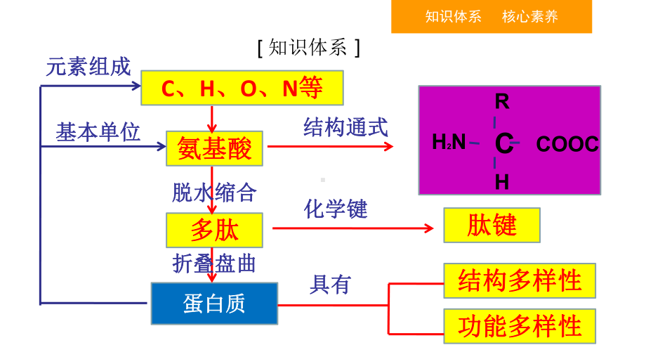 第3讲生命活动的主要承担者-蛋白质课件高考生物一轮复习.ppt_第3页