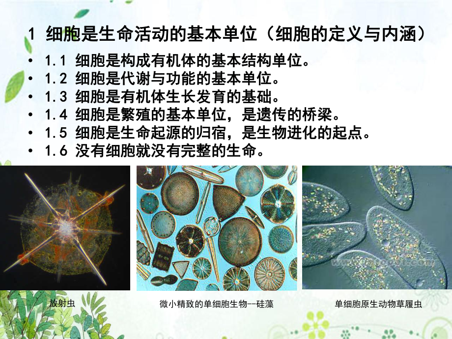 细胞生物学第章细胞基本知识概要文稿教学课件.ppt_第2页