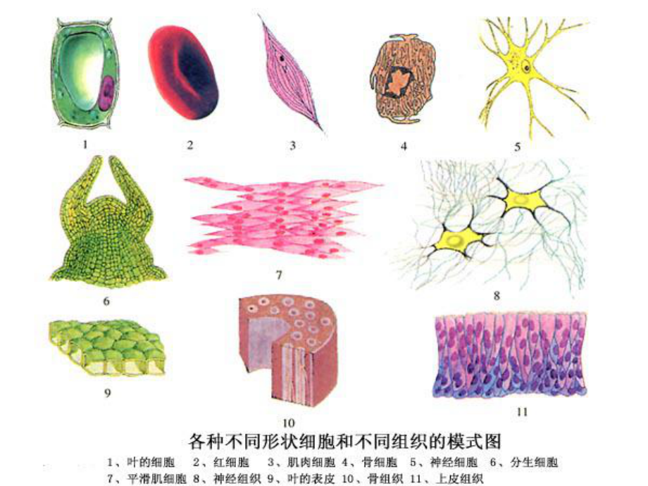 苏教版七年级生物上册复习提纲课件.ppt_第2页