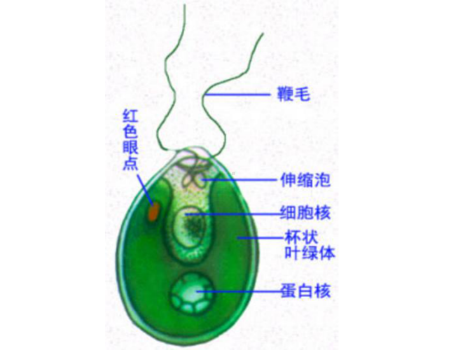 苏教版七年级生物上册复习提纲课件.ppt_第3页