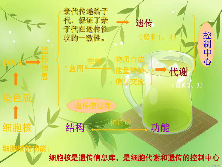 物质跨膜运输的实例课件-002.ppt_第2页