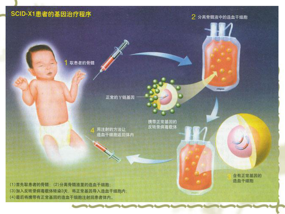 生物制药工艺学第15章第四节基因药物教学课件.ppt_第3页