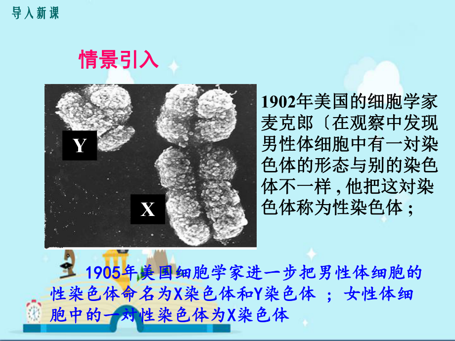 舟曲县某中学八年级生物下册-第七单元-第二章-第四节-人的性别遗传课件-新版新人教版2.ppt_第2页