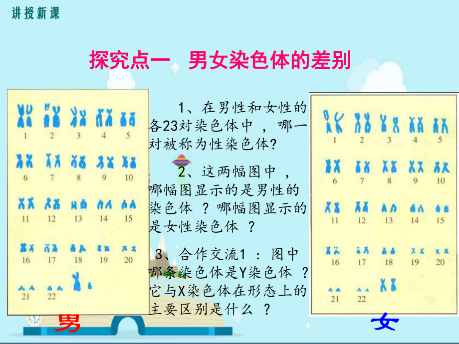 舟曲县某中学八年级生物下册-第七单元-第二章-第四节-人的性别遗传课件-新版新人教版2.ppt_第3页