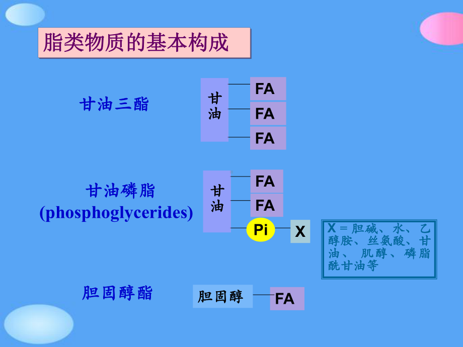 脂代谢简化正式版课件.ppt_第2页