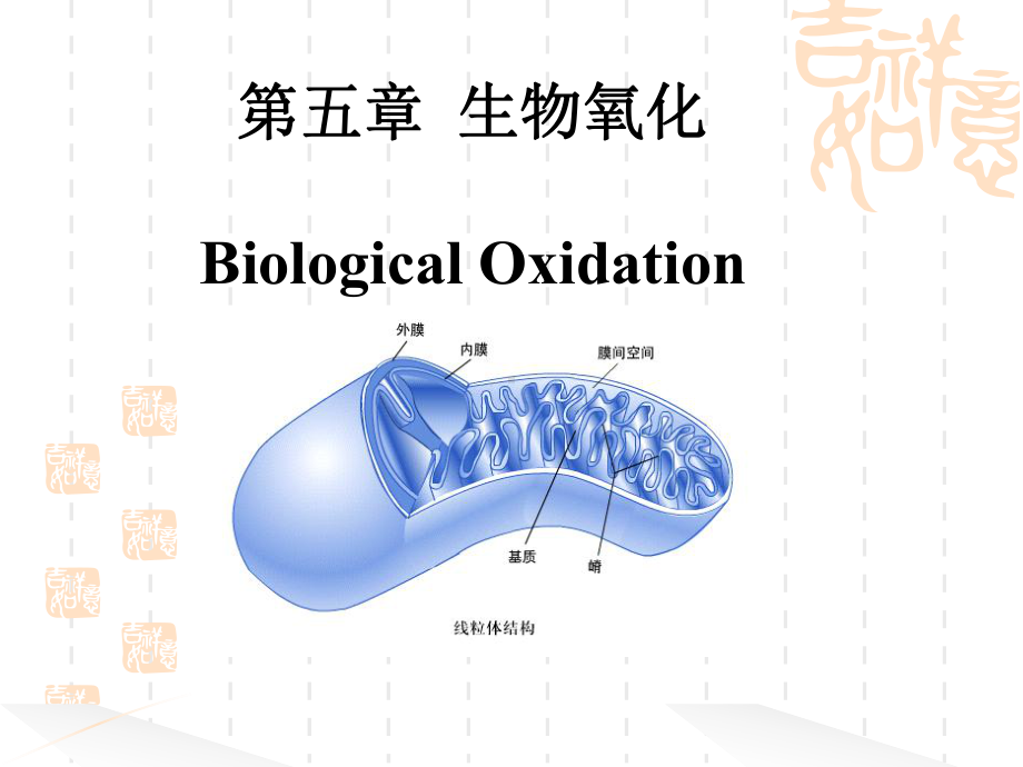 第五章生物氧化与氧化磷酸化课件.pptx_第1页