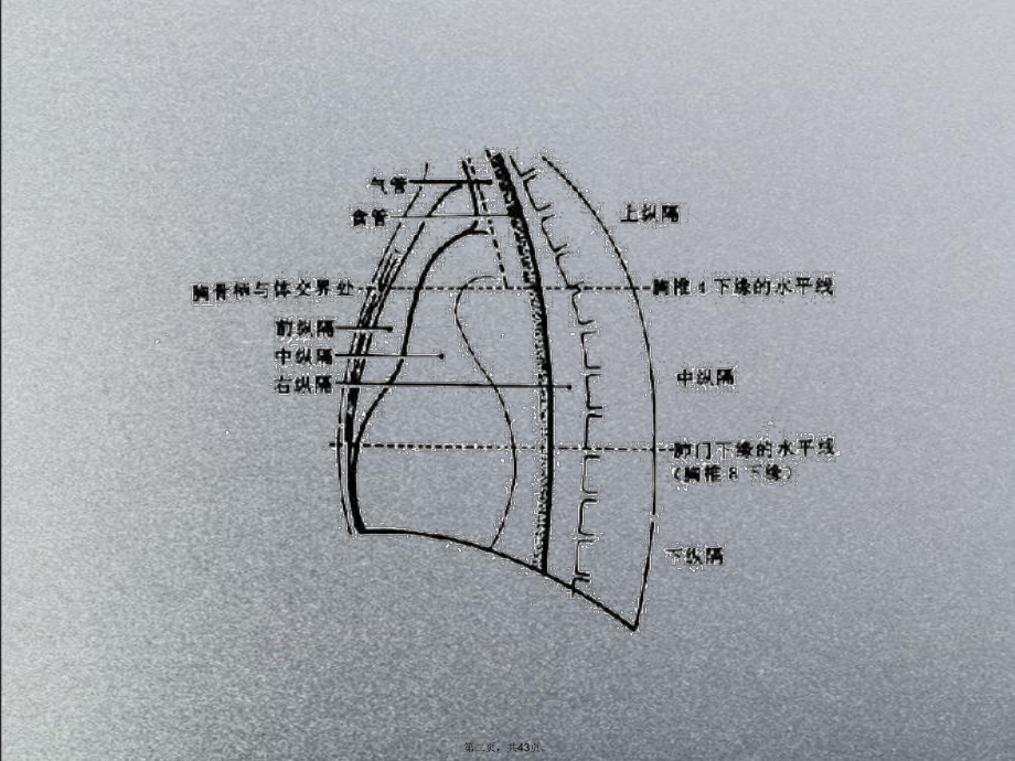 纵隔淋巴结详解课件.ppt_第2页