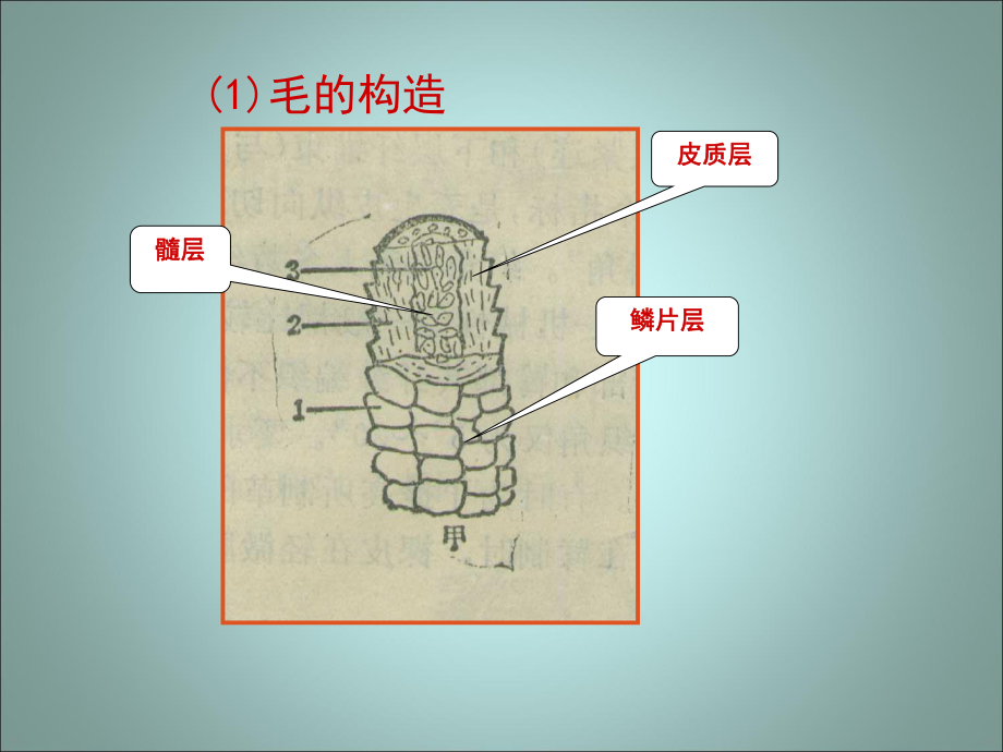 第六章-角蛋白-课件.ppt_第3页