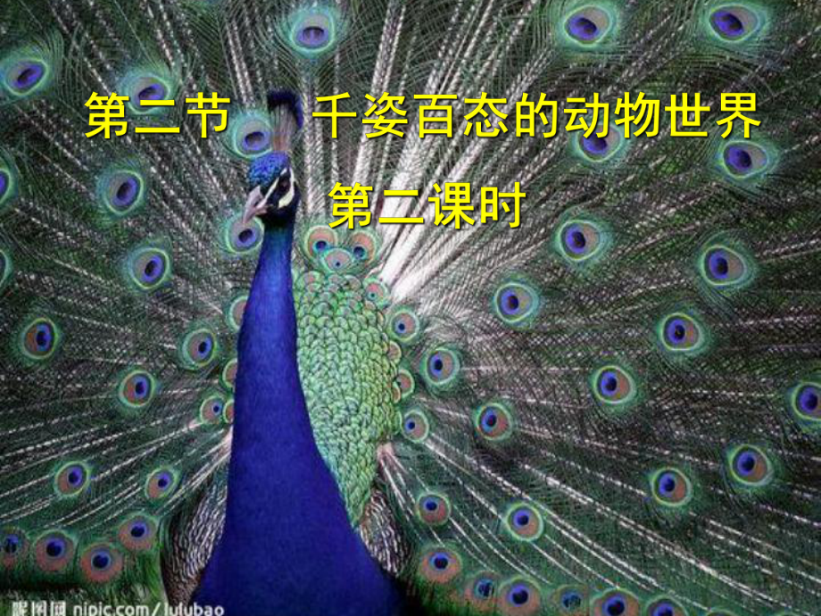 苏教初中生物八上千姿百态的动物世界课件.ppt_第1页