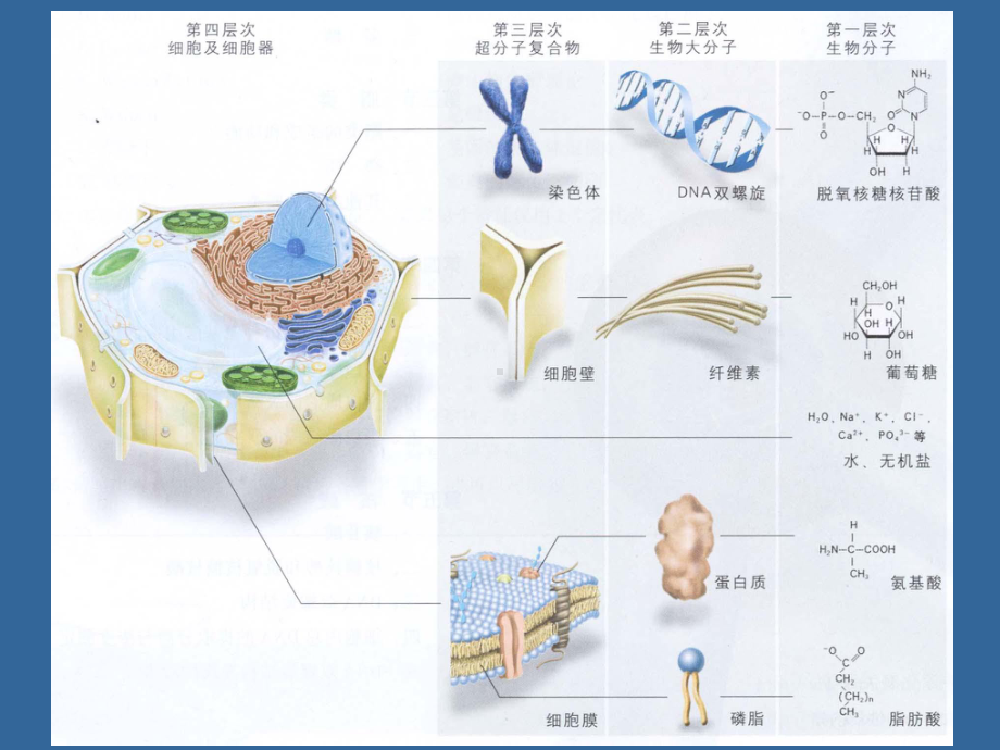 生物的化学组成课件.pptx_第3页