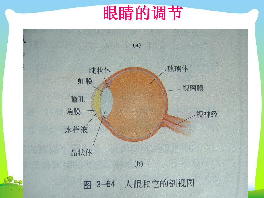 粤教沪版八年级物理上册：37《眼睛与光学仪器》课件.pptx_第3页