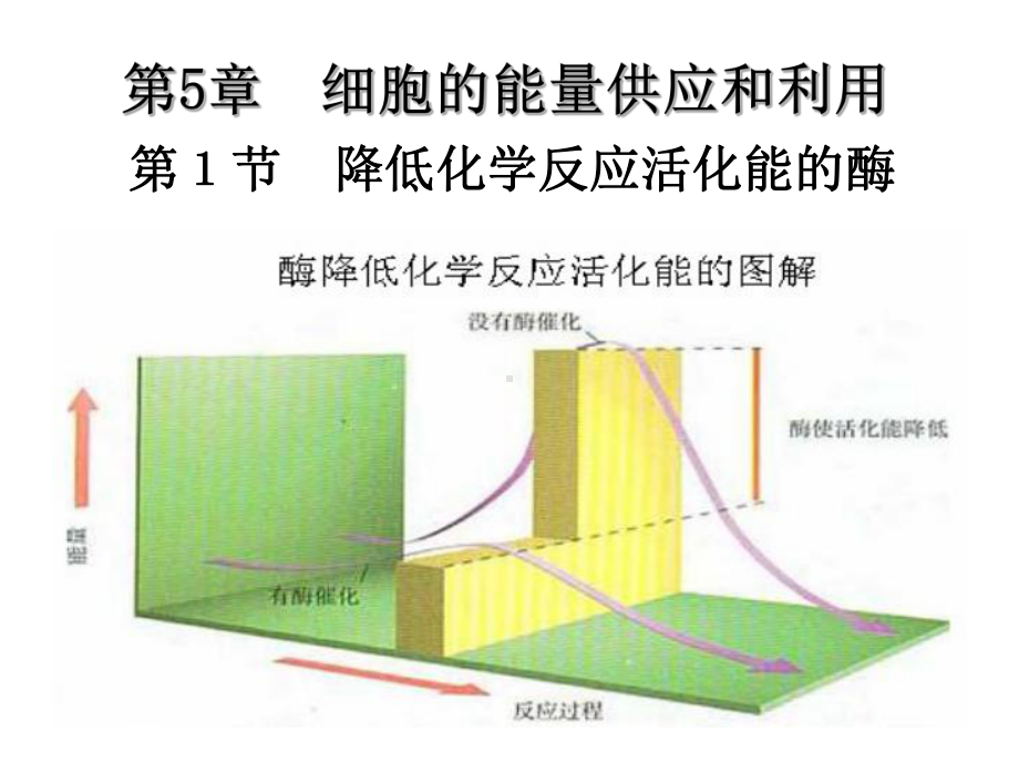 降低化学反应活化能的酶-课件（新教材）人教版(2019)高中生物必修一.ppt_第1页