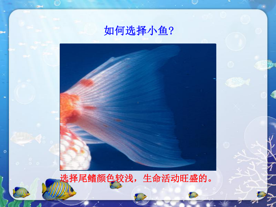 血流的管道-血管-初中生物人教版七年级下册课件.ppt_第3页