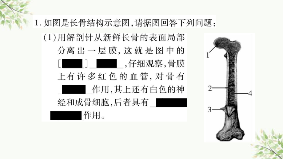 金乡县某中学省八年级生物上册识图专项训练课件新版北师大版.ppt_第2页