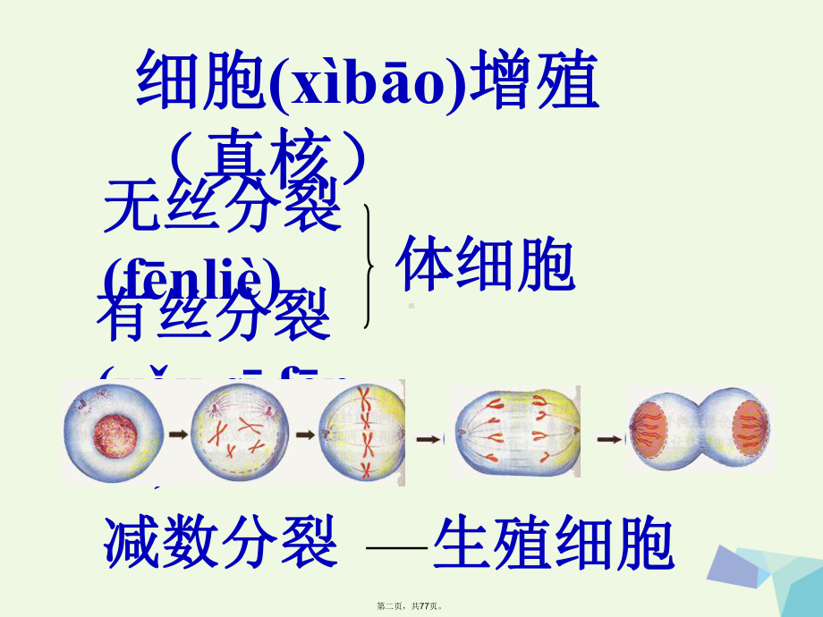 辽宁省大连市高中生物21减数分裂课件新人教版必修2.ppt_第2页