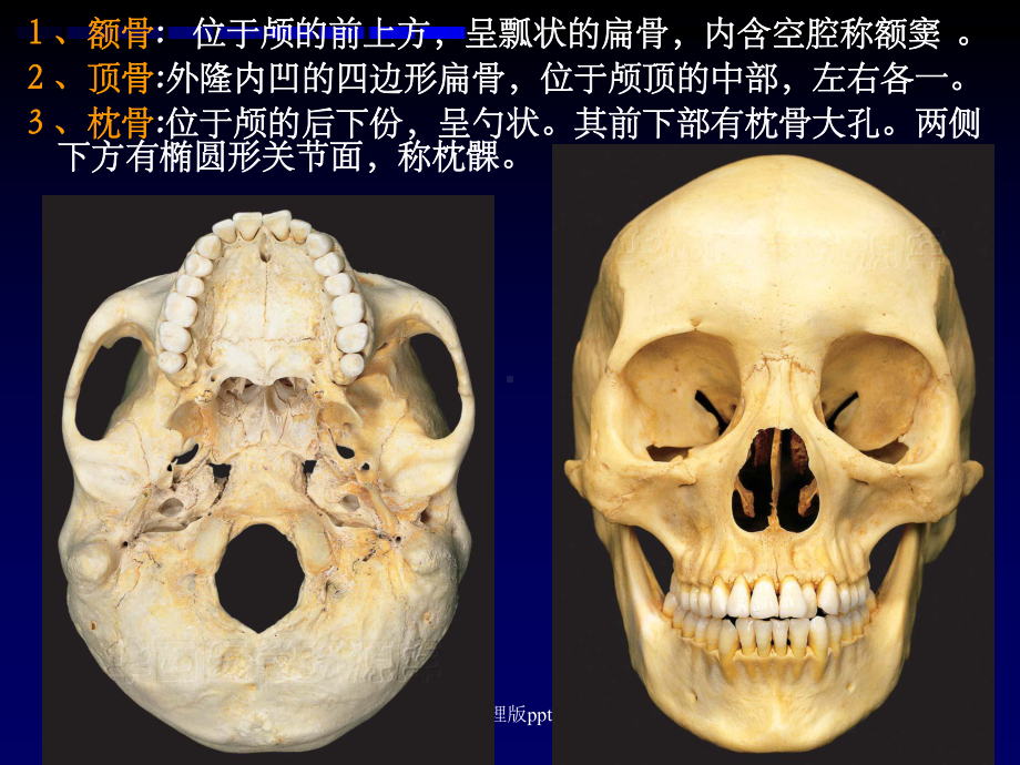 解剖学之颅骨课件.ppt_第3页