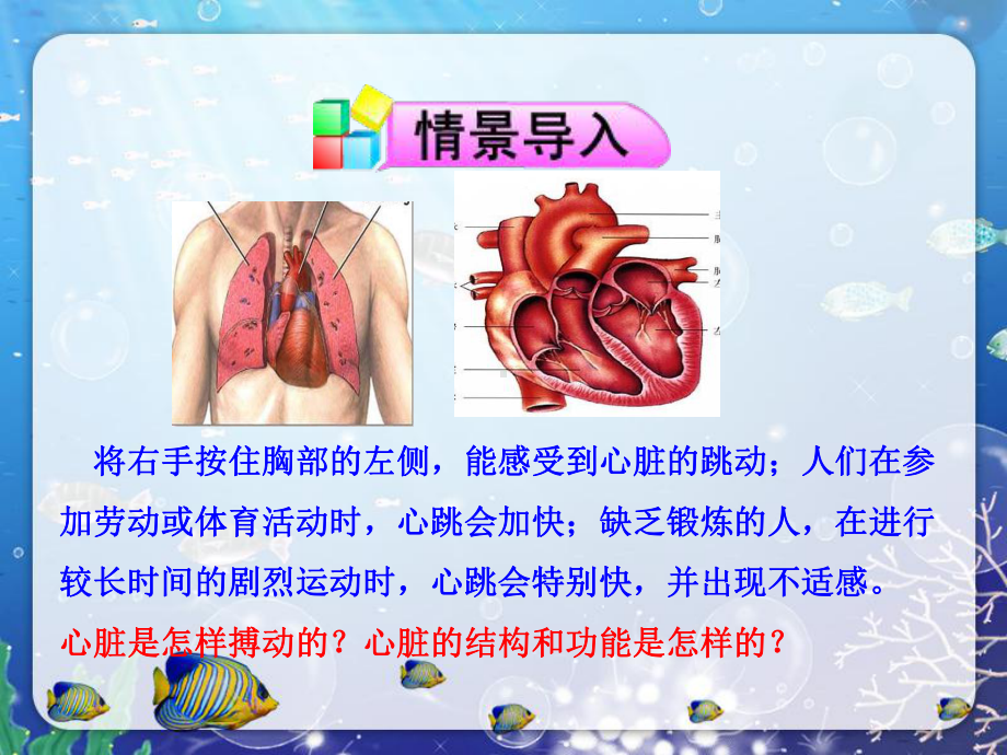 输送血液的泵-心脏(一)-初中生物人教版七年级下册课件.ppt_第2页