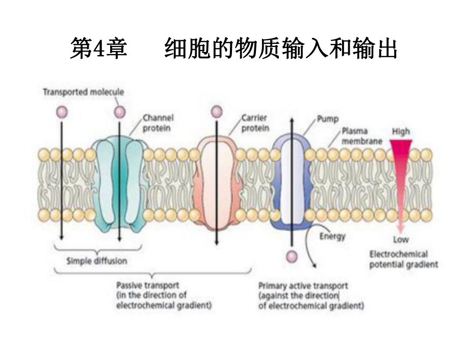 被动运输-课件（新教材）人教版(2019)高中生物选择性必修一.ppt_第1页