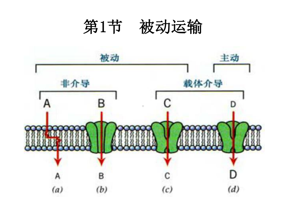 被动运输-课件（新教材）人教版(2019)高中生物选择性必修一.ppt_第2页