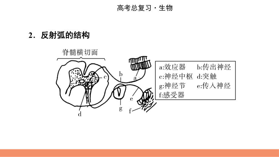 （模板可编辑）2022人教版生物：第八单元-生命活动的调节-单元培优提能系列课件.pptx_第3页