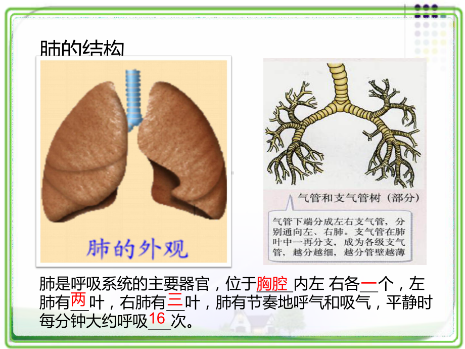 七年级生物学下册气体交换课件.ppt_第2页