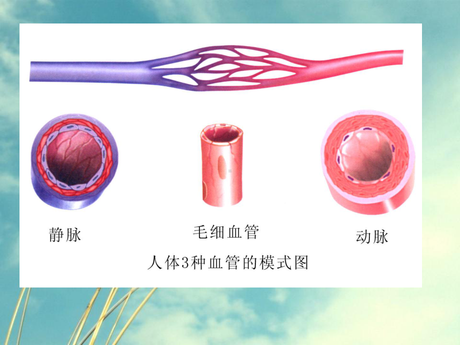 八年级上册生物复习1-苏科版精选课件.ppt_第2页