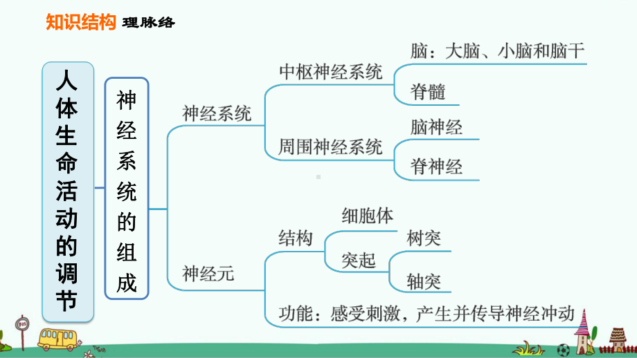 七年级生物下册《人体生命活动的调节》复习课件.ppt_第3页