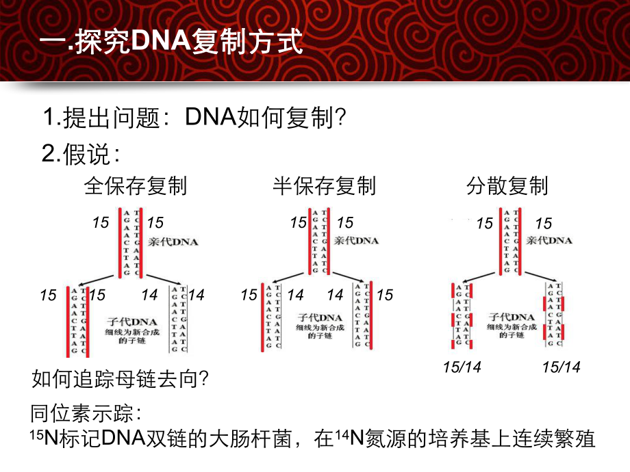 高中生物DNA的复制-优秀课件1.ppt_第3页