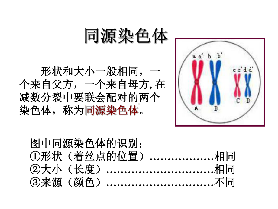 高中生物—减数分裂课件.ppt_第3页