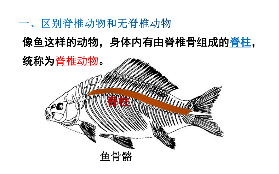 鱼课件2021-2022学年人教版生物八年级上册.pptx_第3页