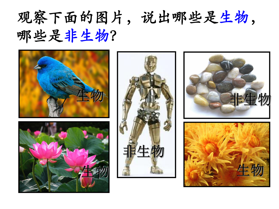 七年级生物生物的特征-2优秀课件.ppt_第2页