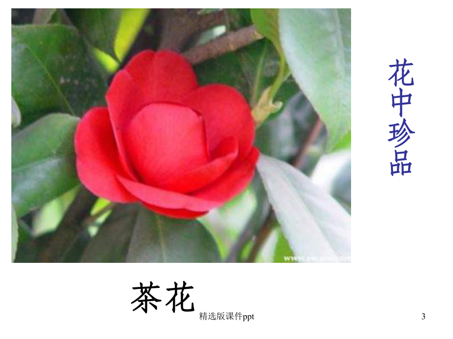 七年级生物开花和结果课件.ppt_第3页